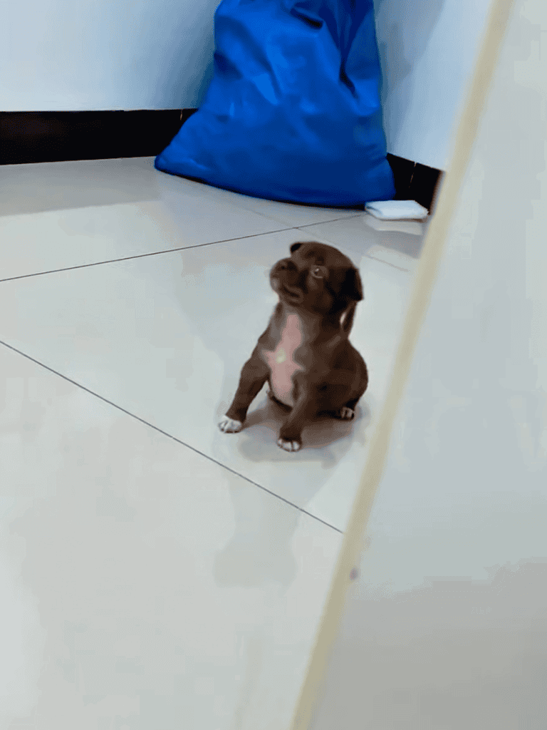 Cute brown puppy sitting on clean white tiled floor near a blue bag, looking up with curiosity.