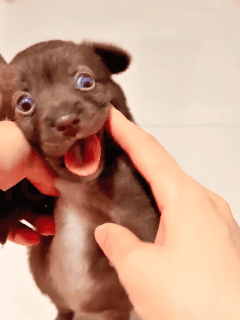 Cute puppy with wide eyes and open mouth, being gently held.