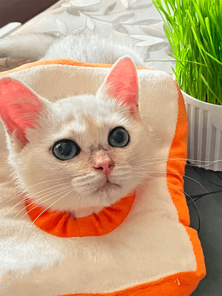 Adorable kitten with big blue eyes and pink nose in a soft orange and cream blanket.