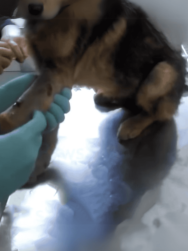 Close-up of a dog receiving a vaccination from a veterinarian.