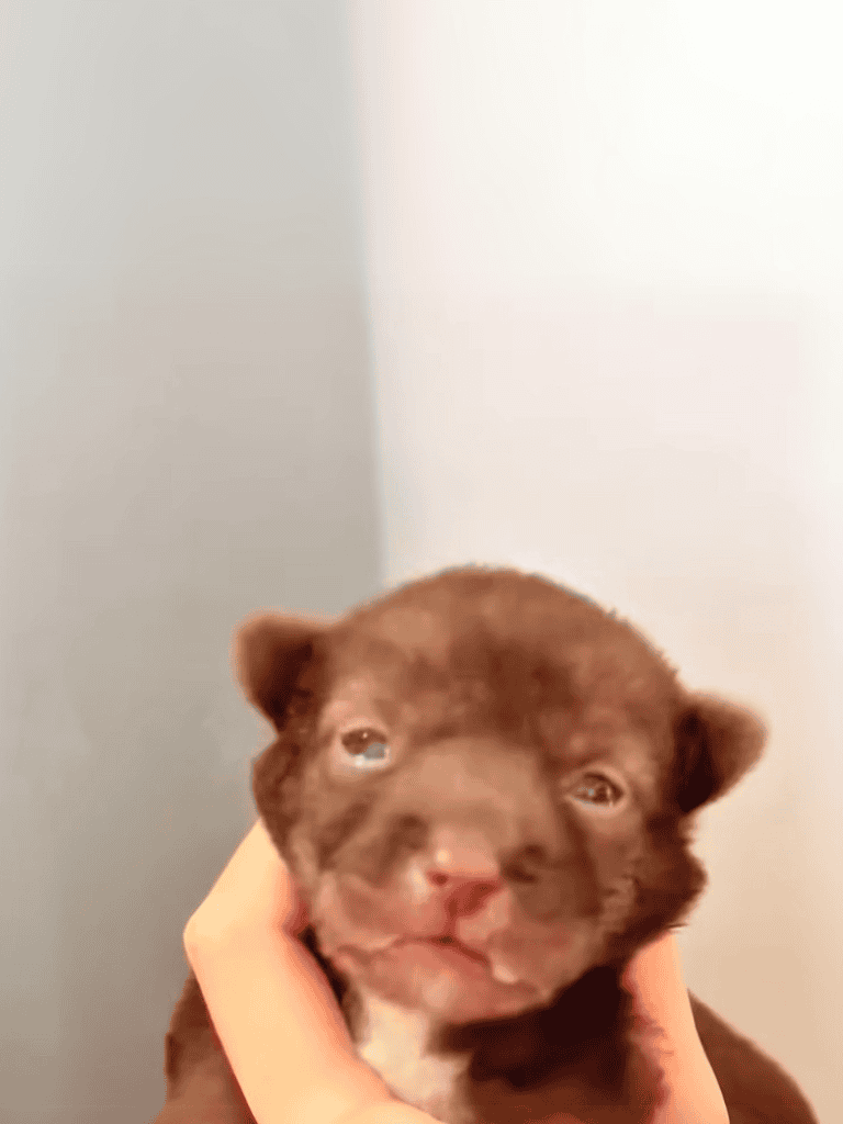 Adorable brown puppy with blue eyes, being held gently, showcasing a sweet and loving pet.