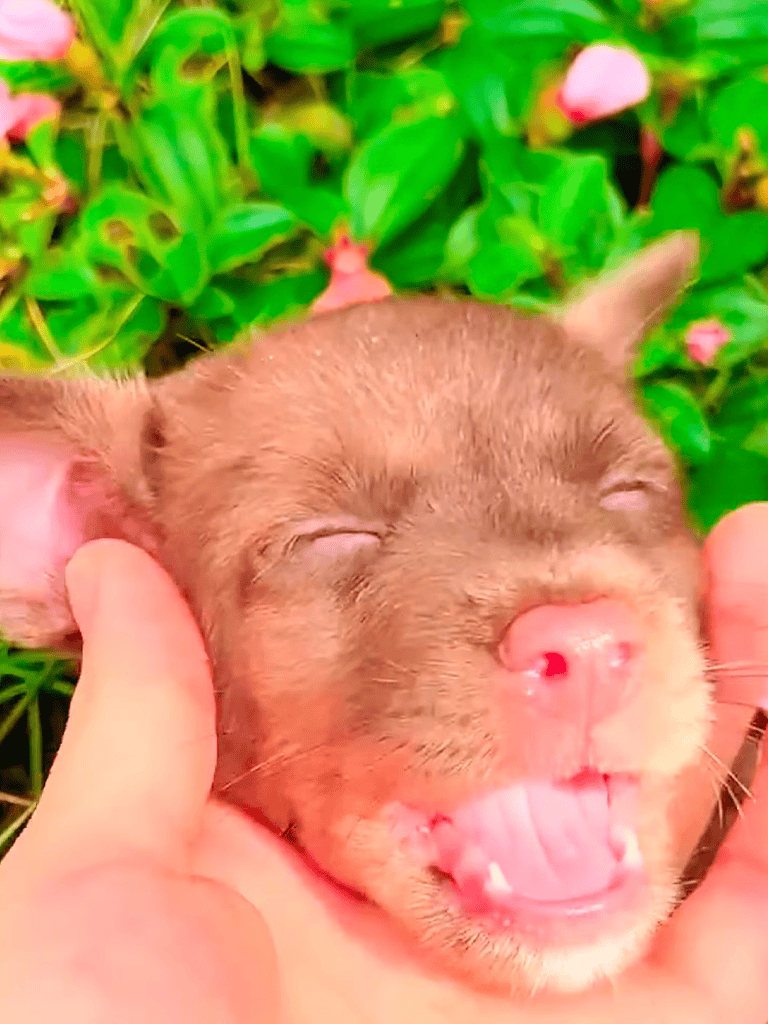 Adorable newborn puppy sleeping peacefully outdoors.