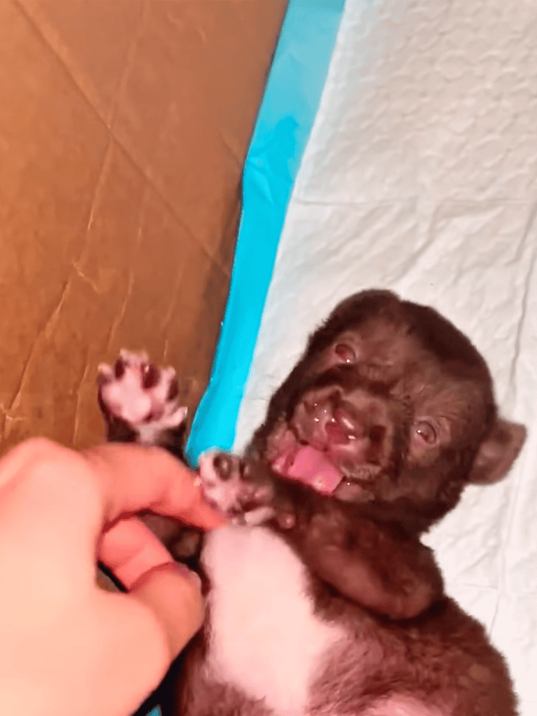 Cute puppy biting hand, showing playful behavior with dog training tips from dogfix.com.