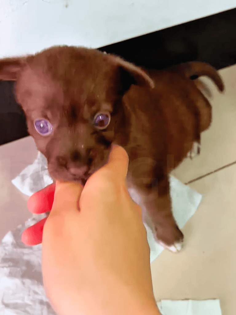Cute brown puppy biting hand, adorable pet playtime, indoor dog interaction, puppy training, dog love, pet care.