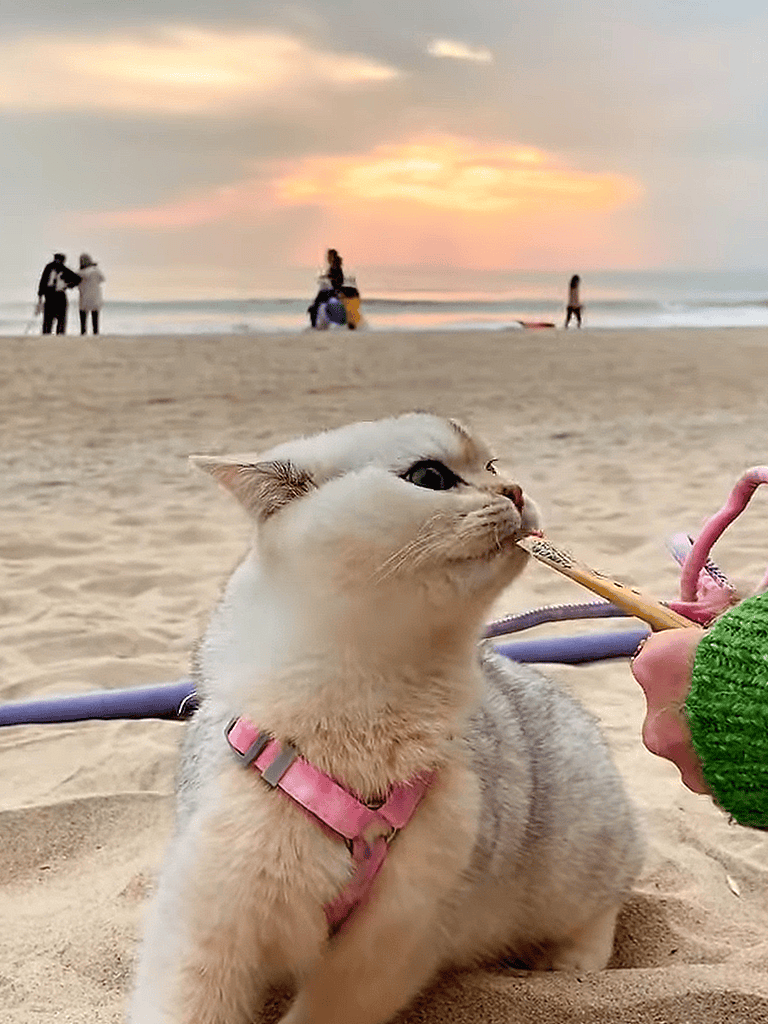 Adorable puppy enjoying beach playtime with a stick, sand, and ocean view.