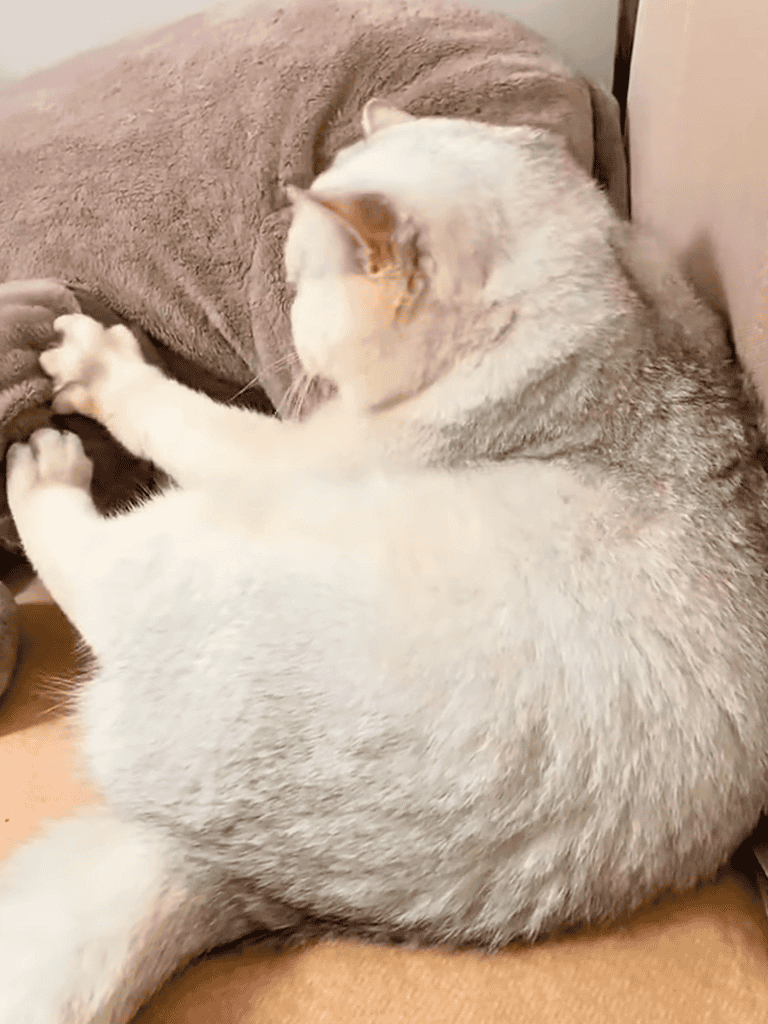 Cute gray and white cat playing with a plush toy on a cozy couch.