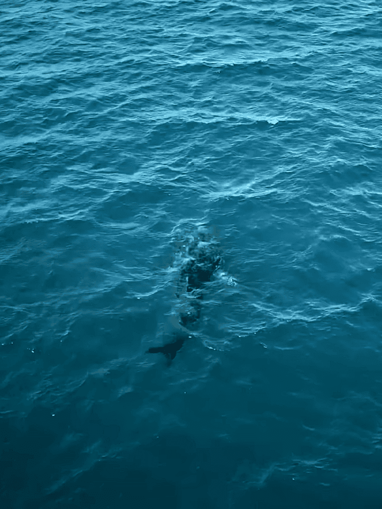 Great dolphin swimming in ocean water, marine life, wild aquatic animals.