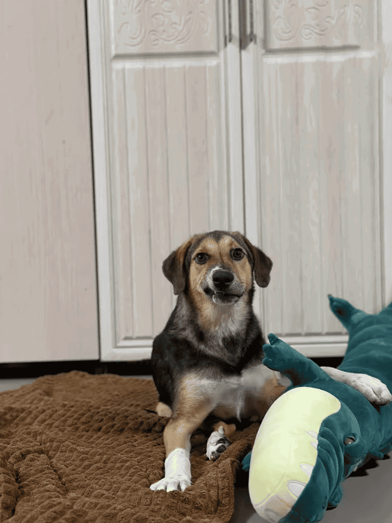 Adorable dog sitting on cozy blanket with plush dragon toy, indoor home setting.