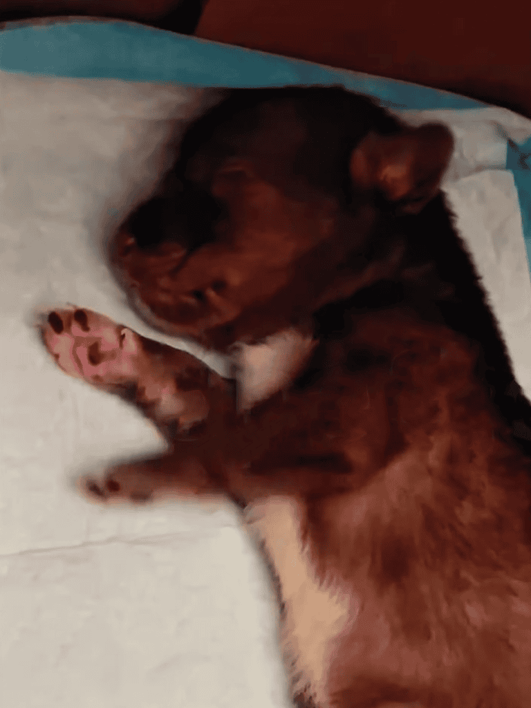 Cute puppy sleeping peacefully in bed, cuddling with paws.