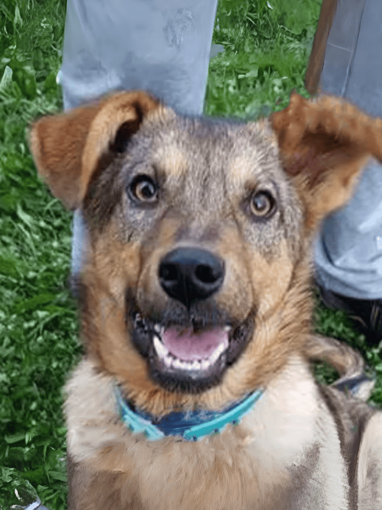 Dog playing outside, close-up of the cheerful, friendly dog with a blue collar on green grass.