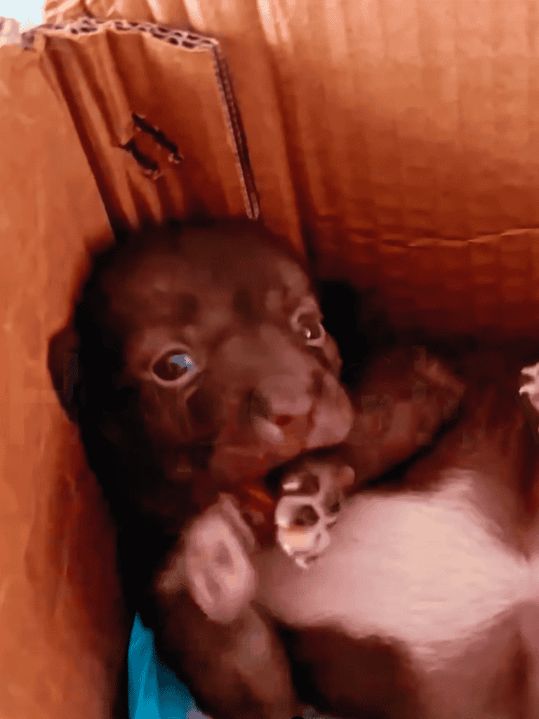 Adorable brown puppy in a cozy wooden corner, showing love and curiosity.