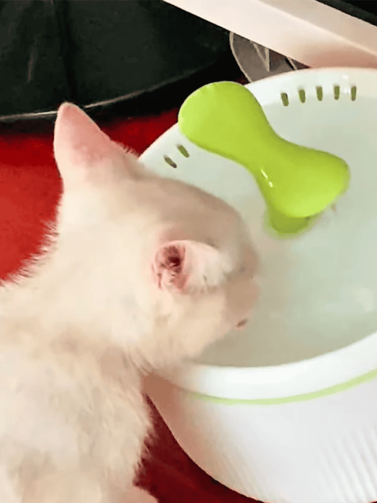 Adorable kitten drinking water from a pet bowl with a green spoon, emphasizing pet hydration and care.