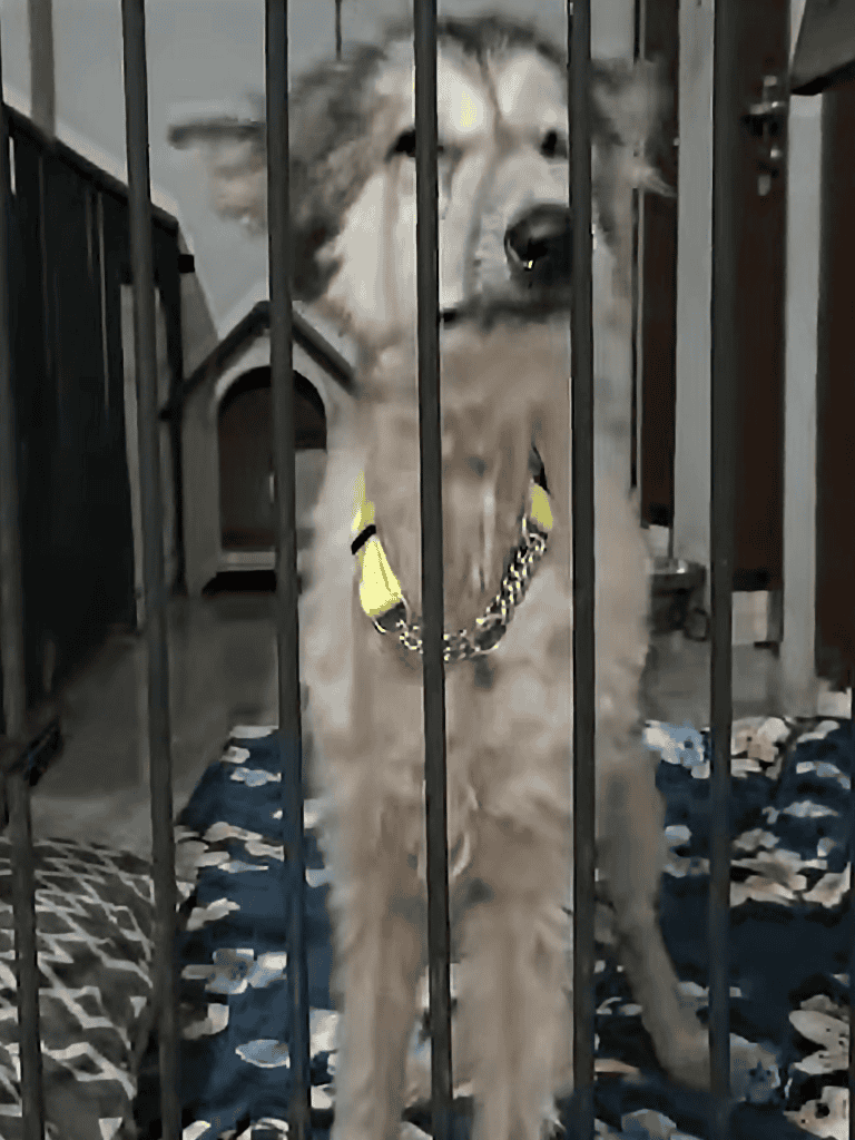 Dog behind bars in animal shelter, waiting for adoption or rescue services.