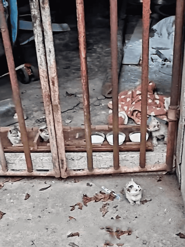 Adorable kittens trapped in a rusty cage, craving freedom and care.