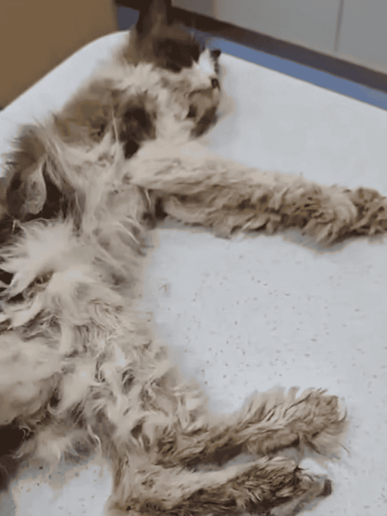 Cute, fluffy cat relaxing on a white surface in a veterinary clinic or pet care setting.