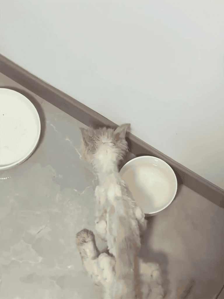 Adorable kitten hydrating at water bowl in clean, modern space.