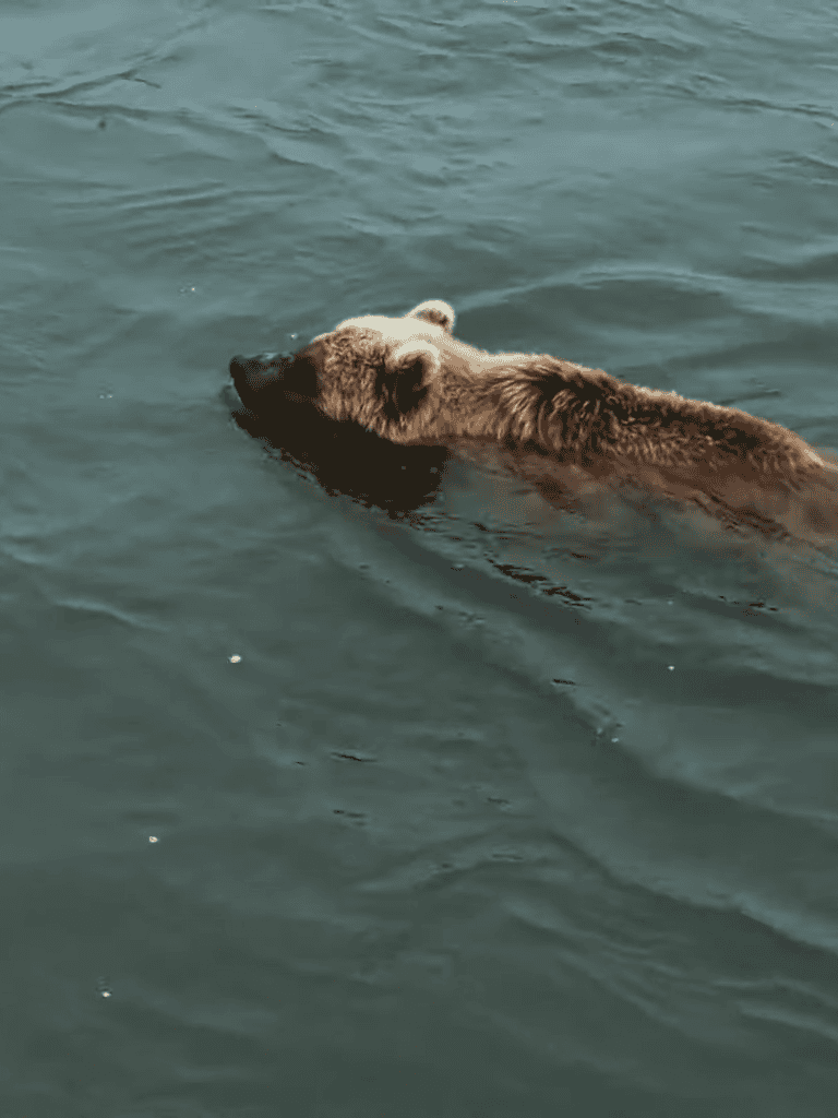 Dog swimming in water enjoying outdoor activity.