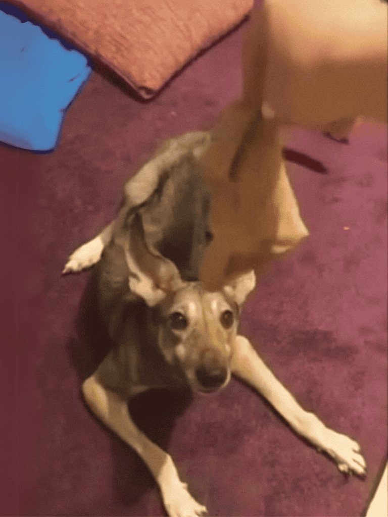Dog with plush toy lying on purple carpet, indoors, looking at camera, happy and playful demeanor.