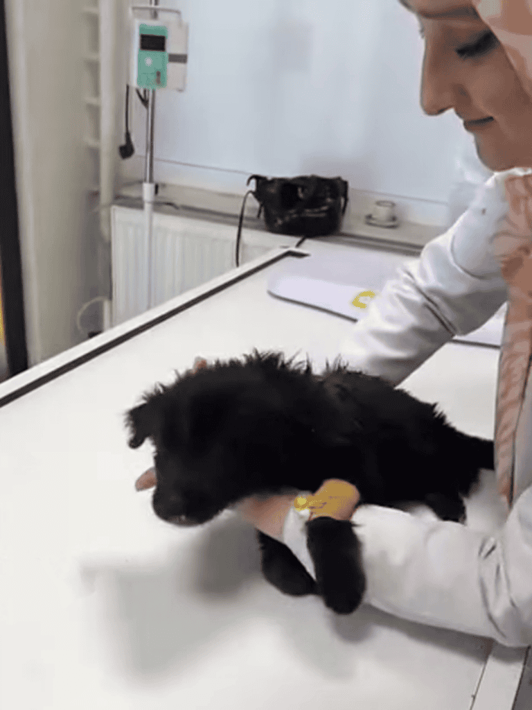 Cute black puppy at the veterinarian's office.