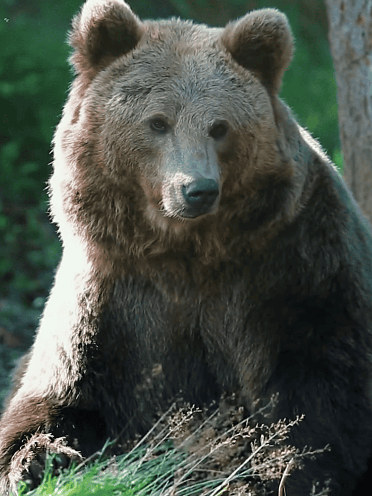 Realistic image of a bear in its natural habitat.