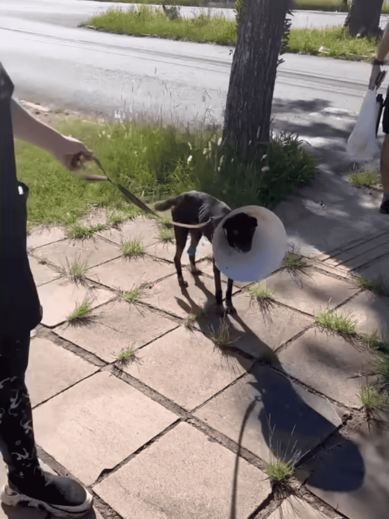 Dog with cone collar and leash on sidewalk, being walked by owner, urban setting with grass and trees.
