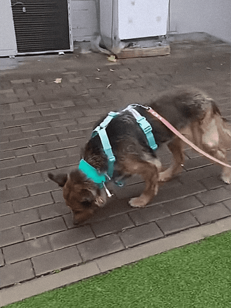 Dog sniffing ground in harness outdoors.