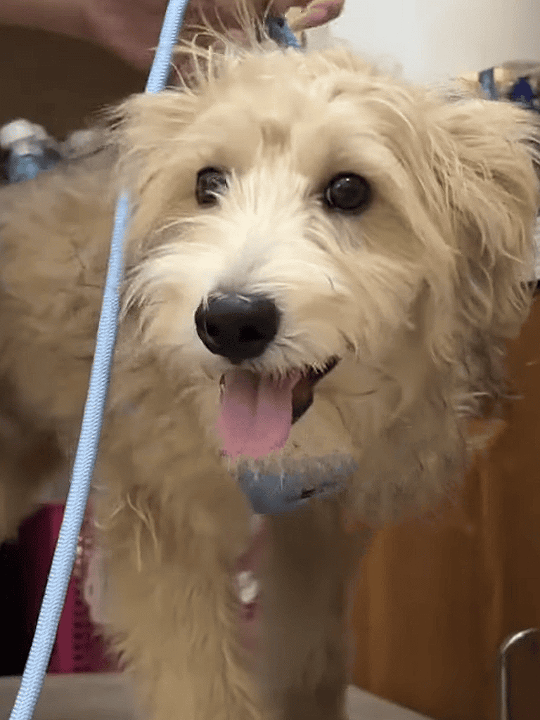 Friendly, fluffy dog during grooming session, smiling and looking happy.
