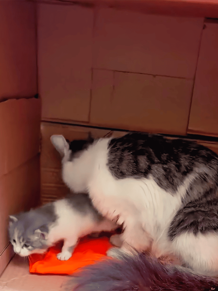 Precise cat claw trimmers for safe, stress-free nail grooming.