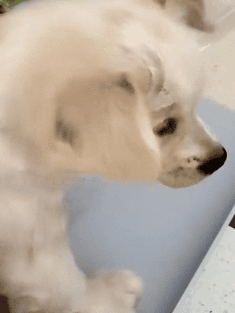 Golden Retriever puppy enjoying nap time, soft fur, and relaxed expression.