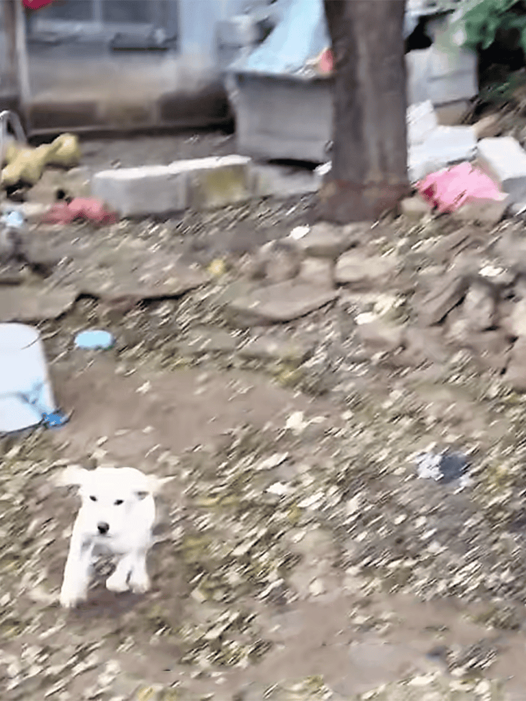 Adorable white husky puppy playing outside in a rustic backyard setting.