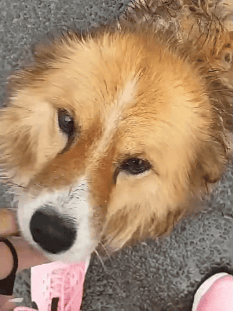 Adorable dog with fluffy fur, close-up shot on ground, friendly and relaxed appearance.