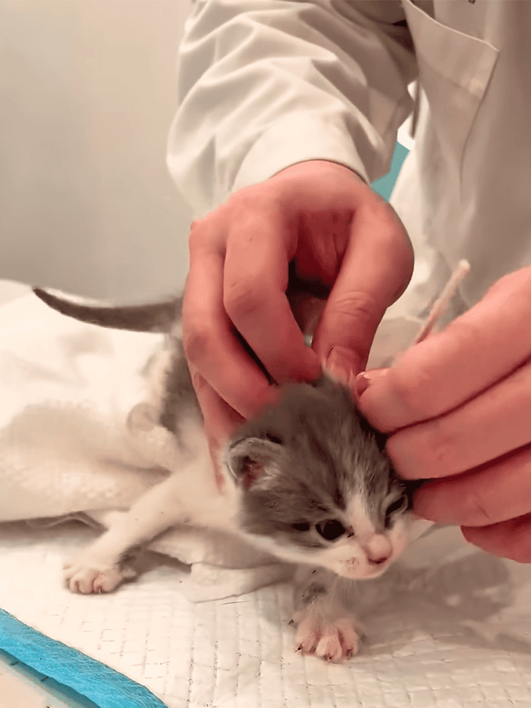 Young kitten being examined by veterinarian for health check-up and wellness care.