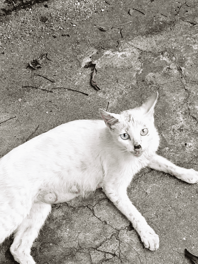 Cute white stray cat lying on cracked pavement.