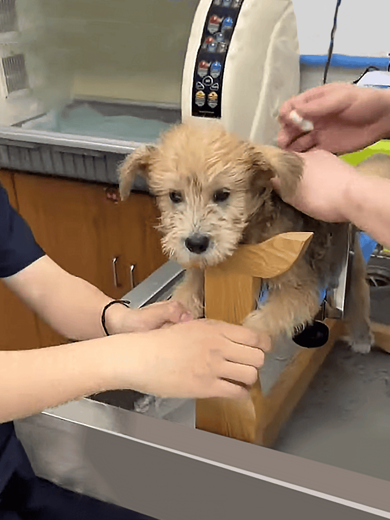 Adorable puppy during grooming process at Dogfix pet care center.