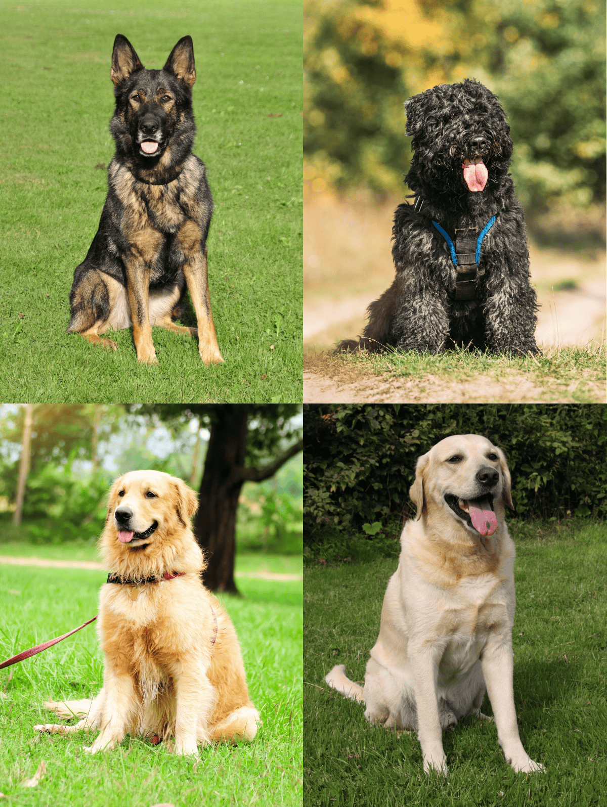 Healthy, well-behaved dogs sitting outdoors, showcasing different breeds and grooming styles.