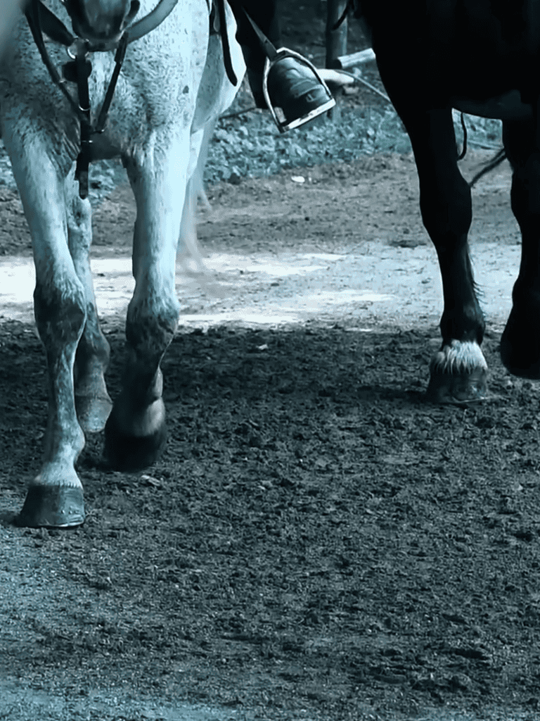 Close-up of pony and horse hooves walking on dirt ground.