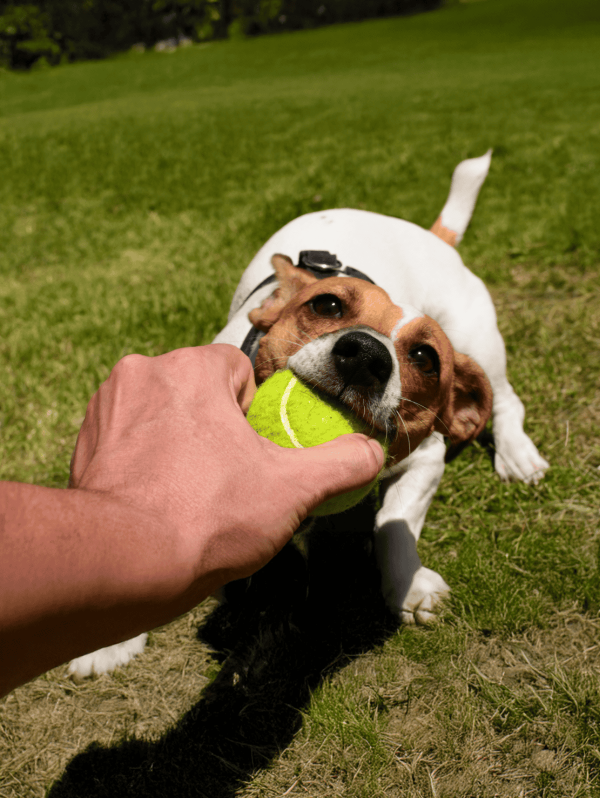 Cute dog excitedly tugging tennis ball from person's hand outdoors.
