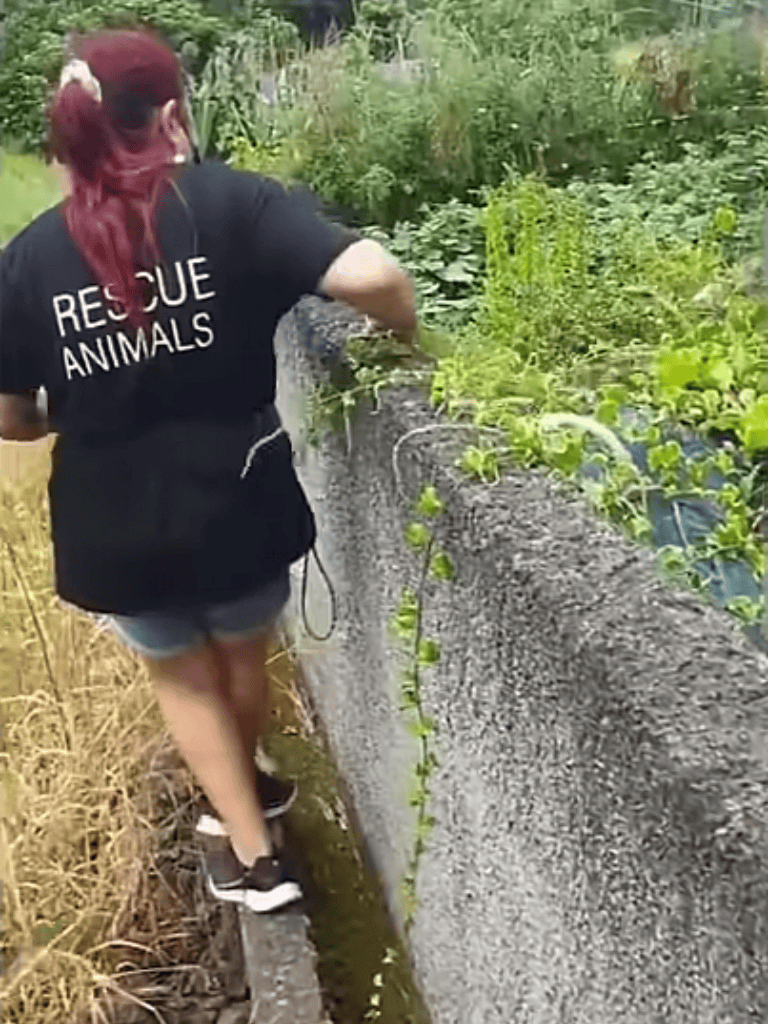 Rescue dog tending to a garden in safety and comfort at a shelter or rescue center.