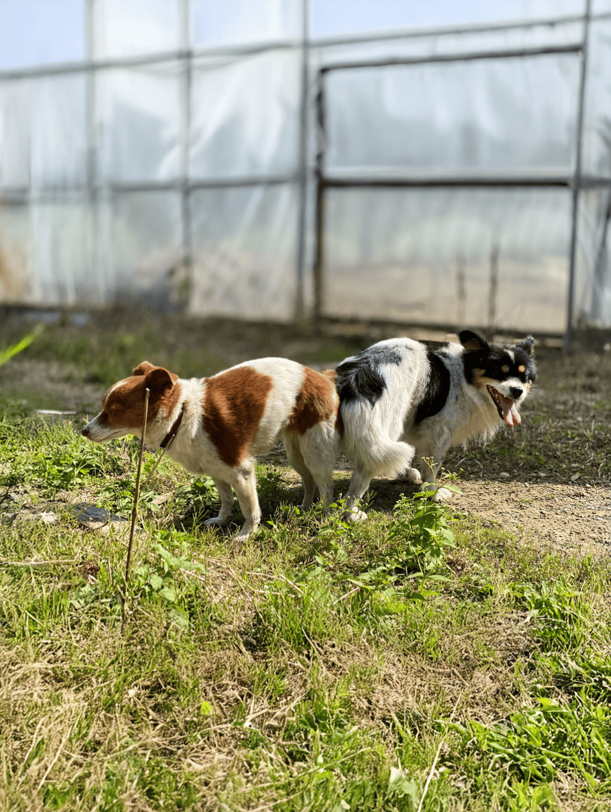 Two dogs playing outdoors near a greenhouse, showcasing pet health and outdoor activity.