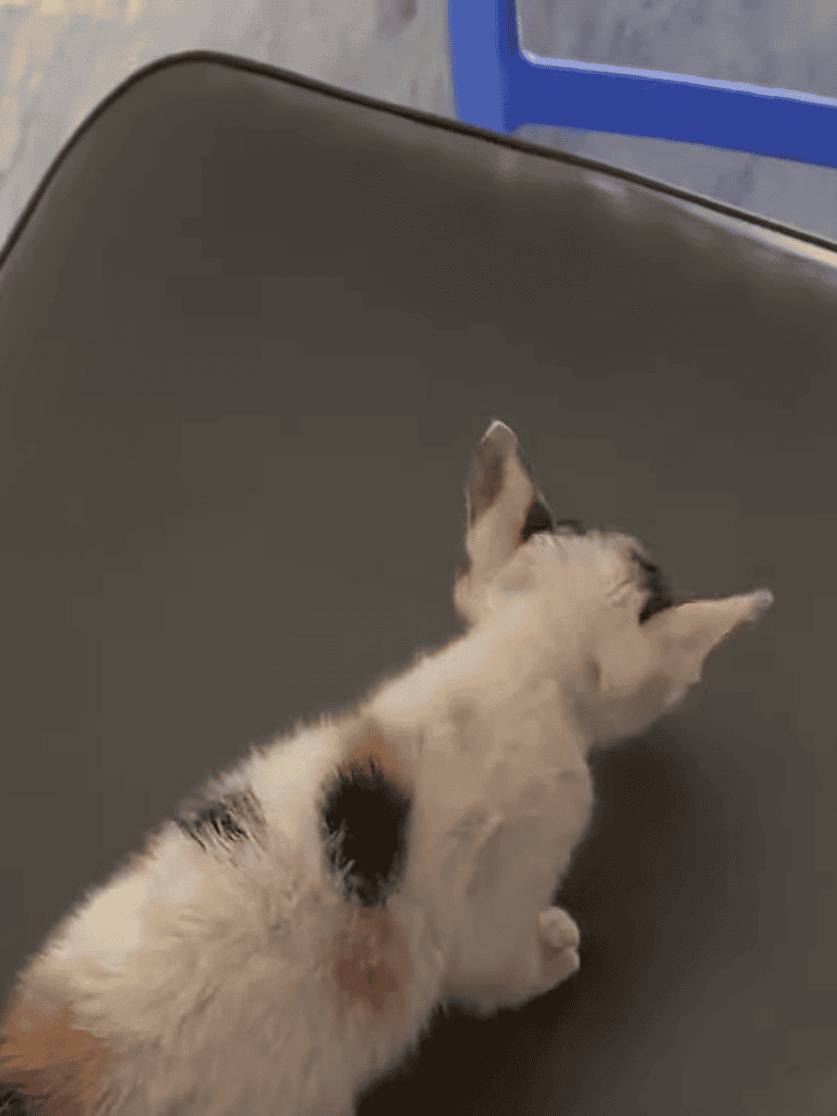 Adorable puppy with a health check at the vet clinic, seeking professional pet care services.