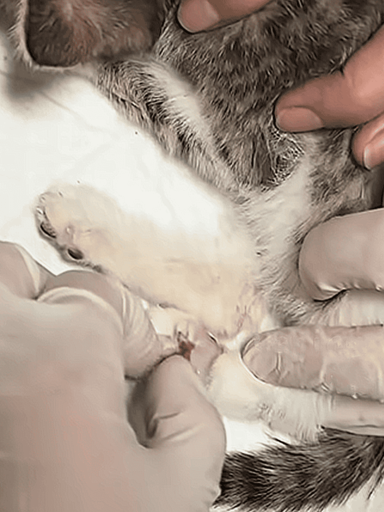 Close-up of a puppy being groomed with gloves, emphasizing gentle handling of young dogs.