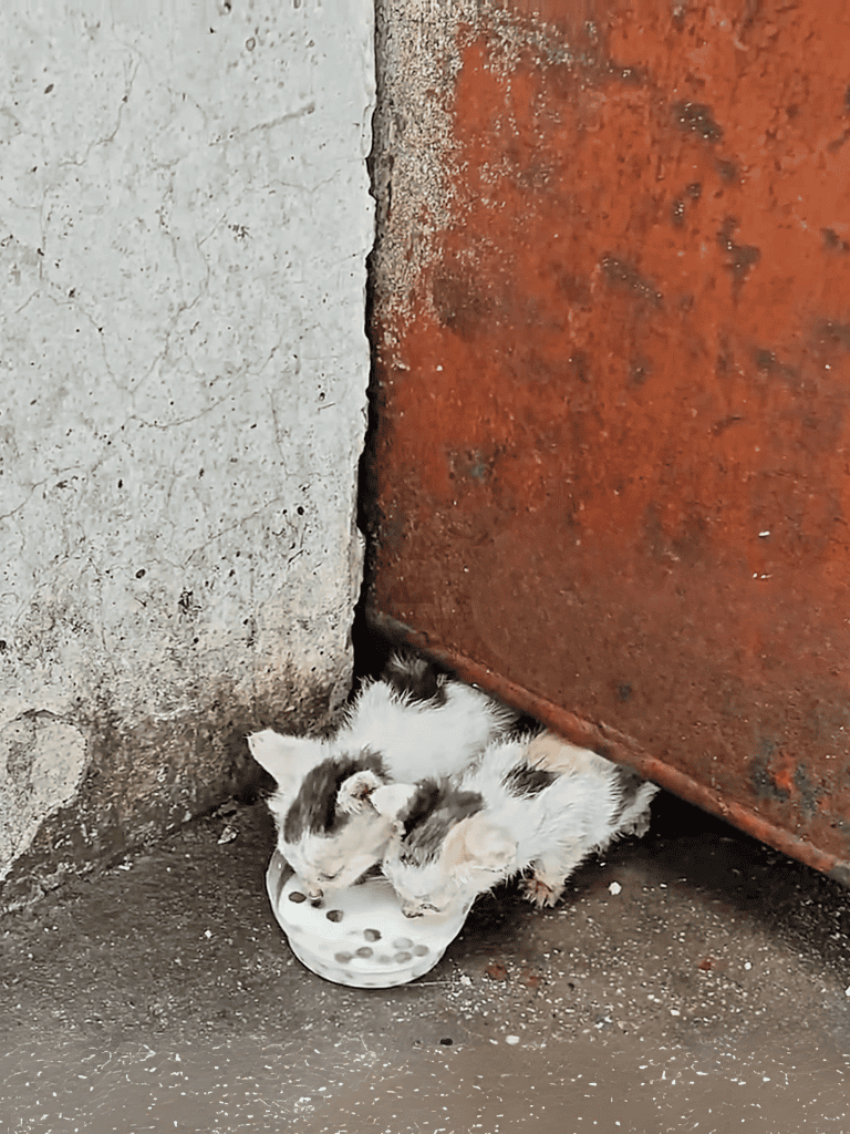 Adorable kittens eating stray dog food behind a rusty metal door.