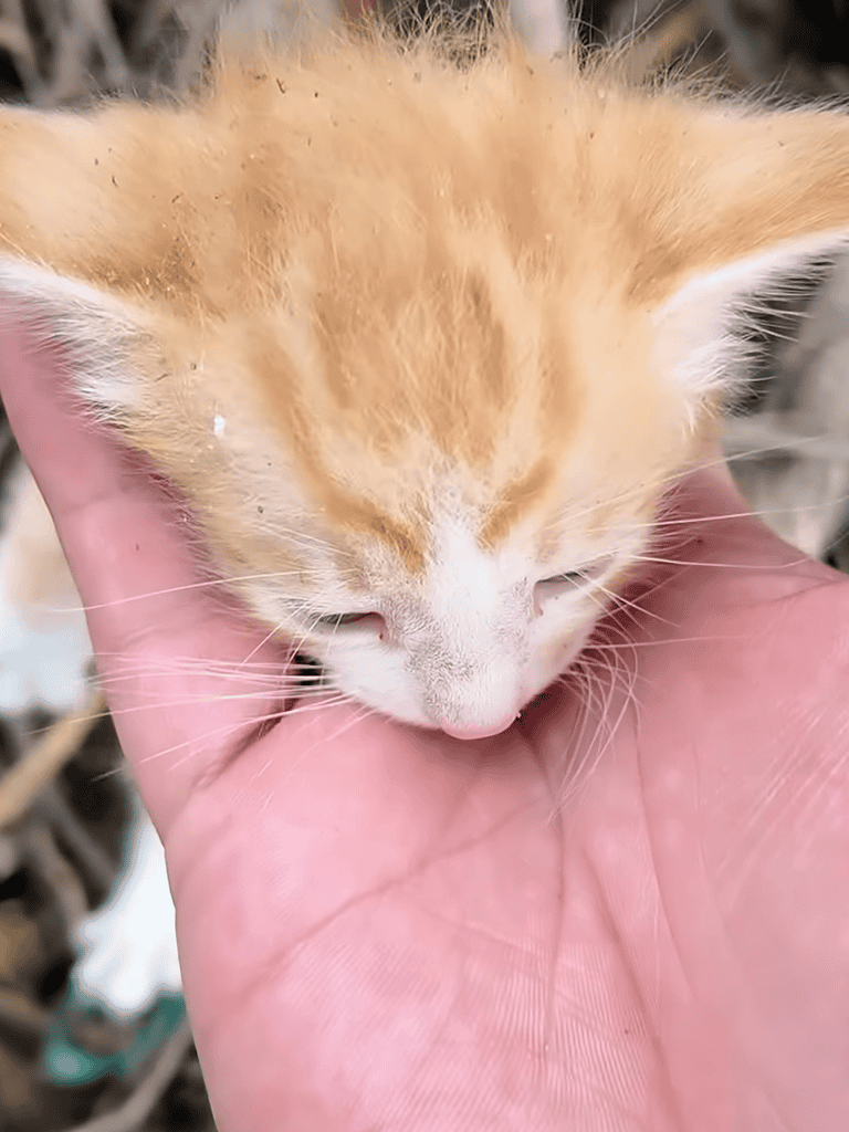 Cute orange kitten being gently held by a person's hand for comfort and care.