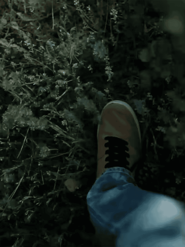 Dog-friendly outdoor walking trail with natural surroundings and greenery.