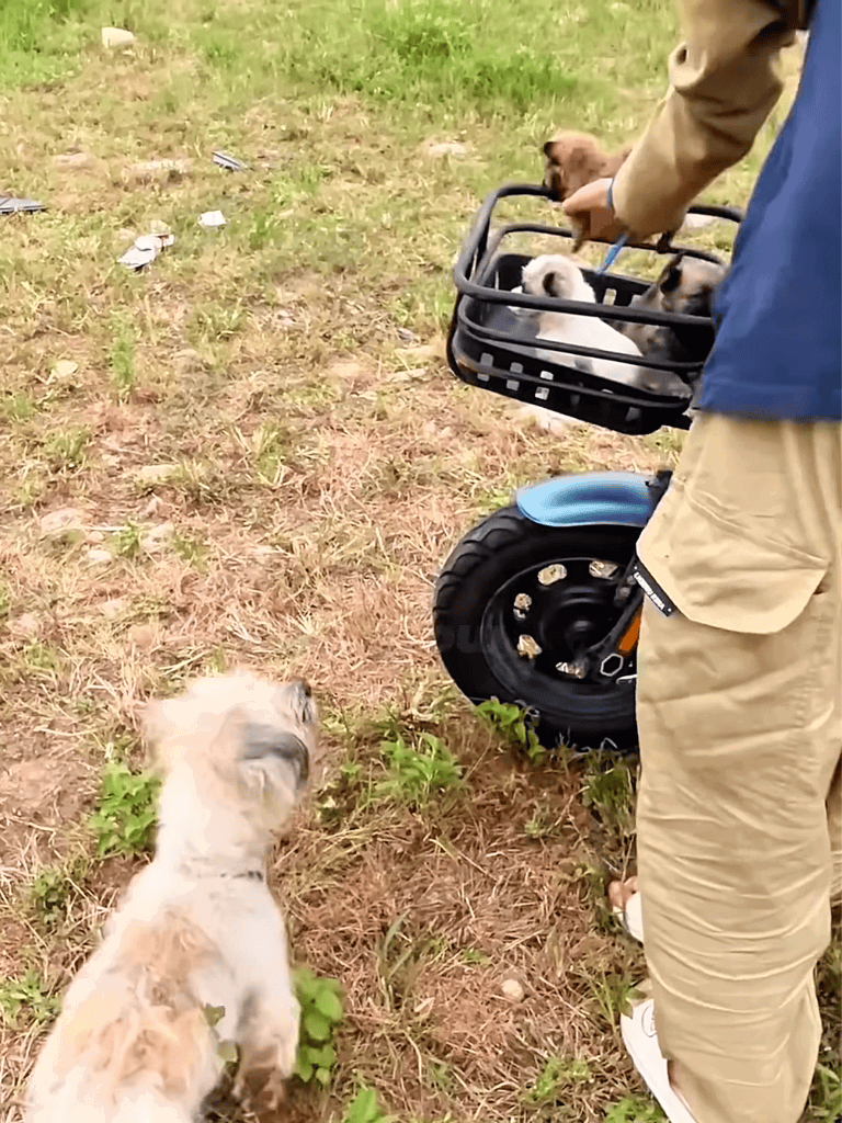 Adorable puppies in dog delivery basket, outdoors, eager for adventure, eco-friendly transportation.