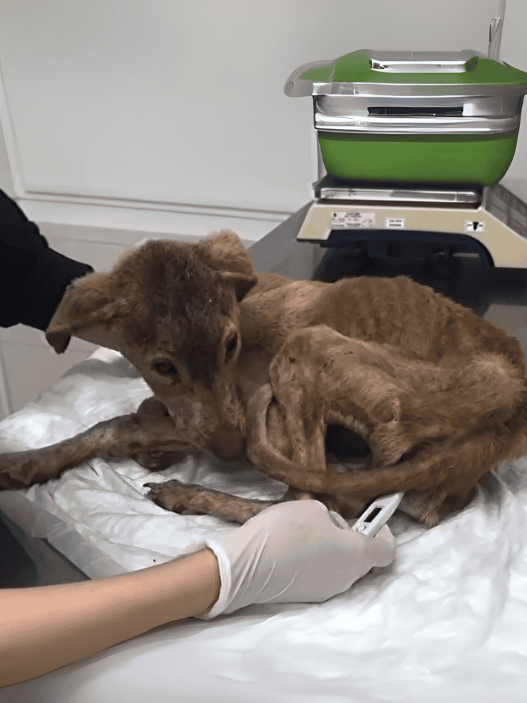 Dog receiving veterinary care with ultrasound at clinic.
