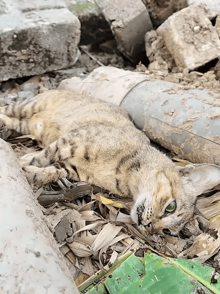 Highly detailed image of a wild cat lying amidst rubble and debris, emphasizing feline rescues and outdoor wildlife care.