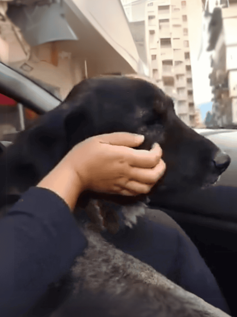 Dog riding in car during ride, shared with a human hand, emphasizing pet travel safety and companionship.
