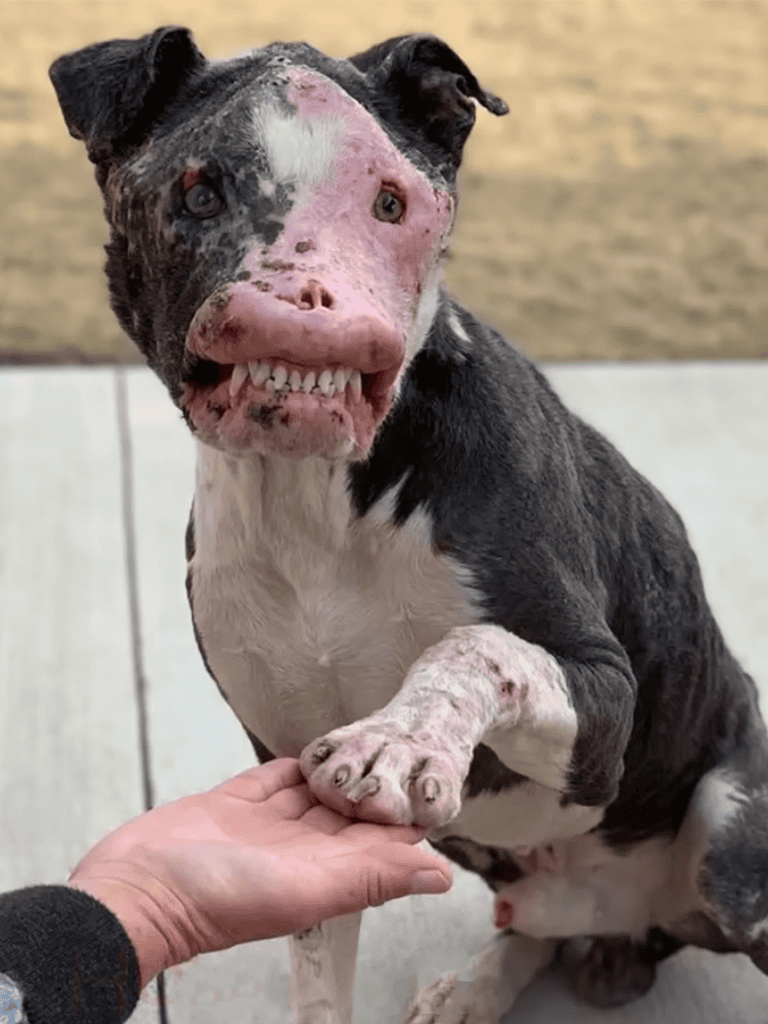 Humorous dog with a playful pig face mask, showcasing unique pet expression.