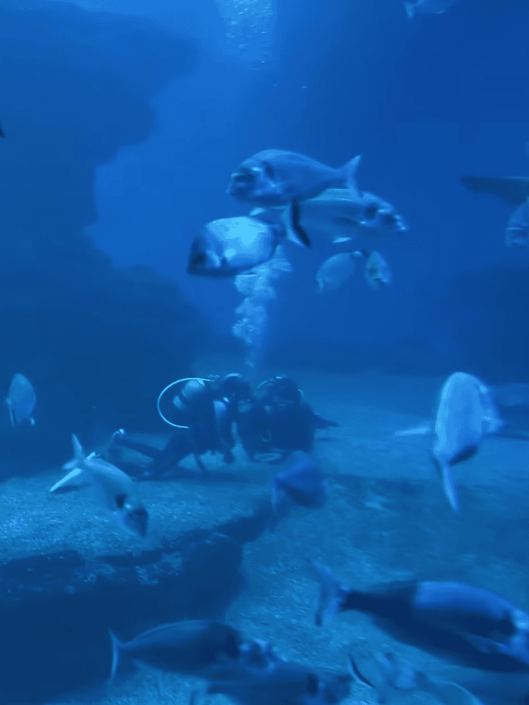 Scuba divers explore an underwater scene filled with various fish and marine life. Stunning ocean habitat and vibrant aquatic environment.